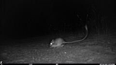 Dipodomys californicus