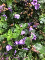 Prostanthera melissifolia