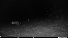 Dipodomys californicus