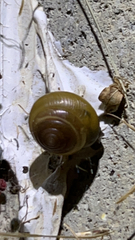 Ventridens ligera