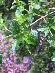 Prostanthera melissifolia