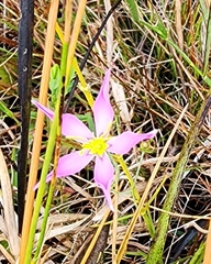 Sabatia grandiflora
