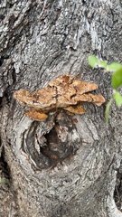 Fuscoporia gilva