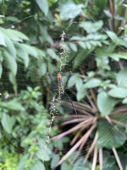 Nephila pilipes