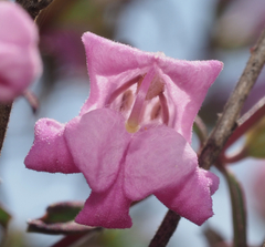 Lamourouxia dasyantha