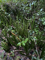 Sansevieria