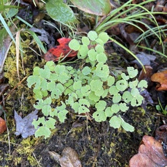 Thalictrum pubescens