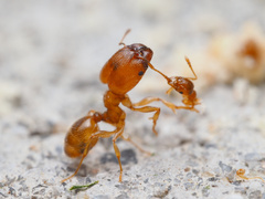 Pheidole bicarinata