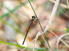 Eusynthemis nigra