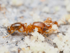 Pheidole bicarinata