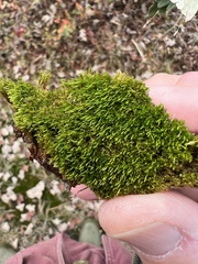 Dicranum flagellare