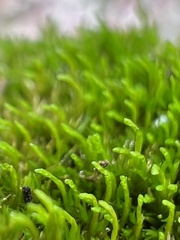 Dicranum flagellare