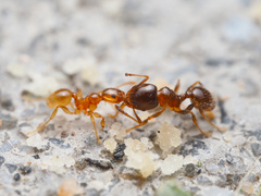 Pheidole bicarinata