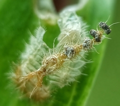 Laccoptera nepalensis