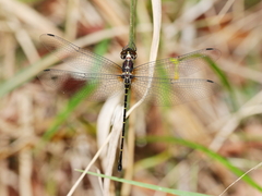 Eusynthemis nigra