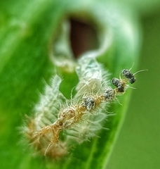 Laccoptera nepalensis
