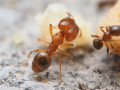Pheidole bicarinata