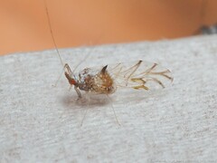 Drepanaphis keshenae