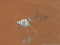 Drepanaphis keshenae
