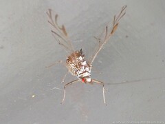 Drepanaphis keshenae