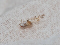 Drepanaphis keshenae