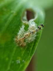 Laccoptera nepalensis
