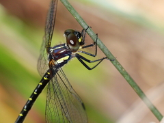 Eusynthemis nigra