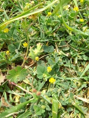 Ranunculus muricatus