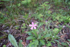 Silene caroliniana