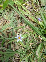 Ranunculus muricatus