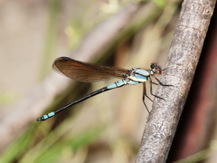 Diphlebia euphoeoides