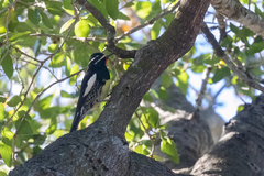 Sphyrapicus thyroideus
