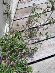 Ranunculus muricatus