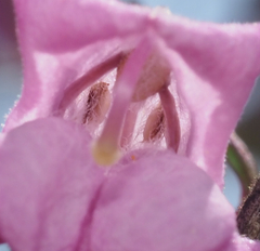 Lamourouxia dasyantha