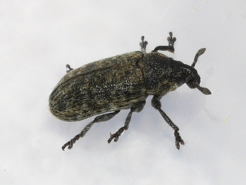 Nodding Thistle Receptacle Weevil photo 4