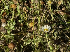 Aphanostephus skirrhobasis