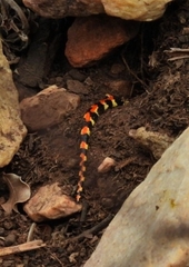 Homoroselaps lacteus