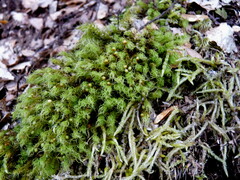 Bartramia mossmaniana