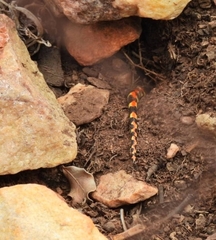 Homoroselaps lacteus