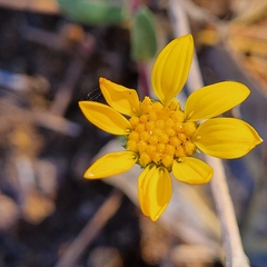 Grindelia hallii