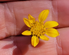 Grindelia hallii
