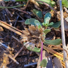 Grindelia hallii