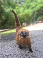 Nasua nasua