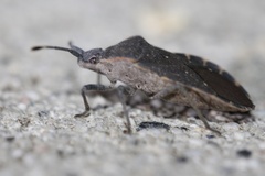 Catorhintha apicalis