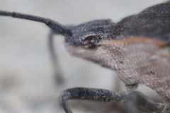 Catorhintha apicalis