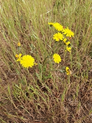 Crepis vesicaria
