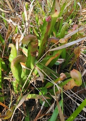 Sarracenia minor