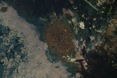 Urticina clandestina