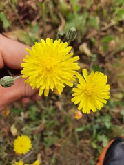 Crepis vesicaria