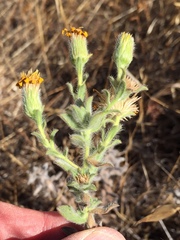 Heterotheca sessiliflora echioides